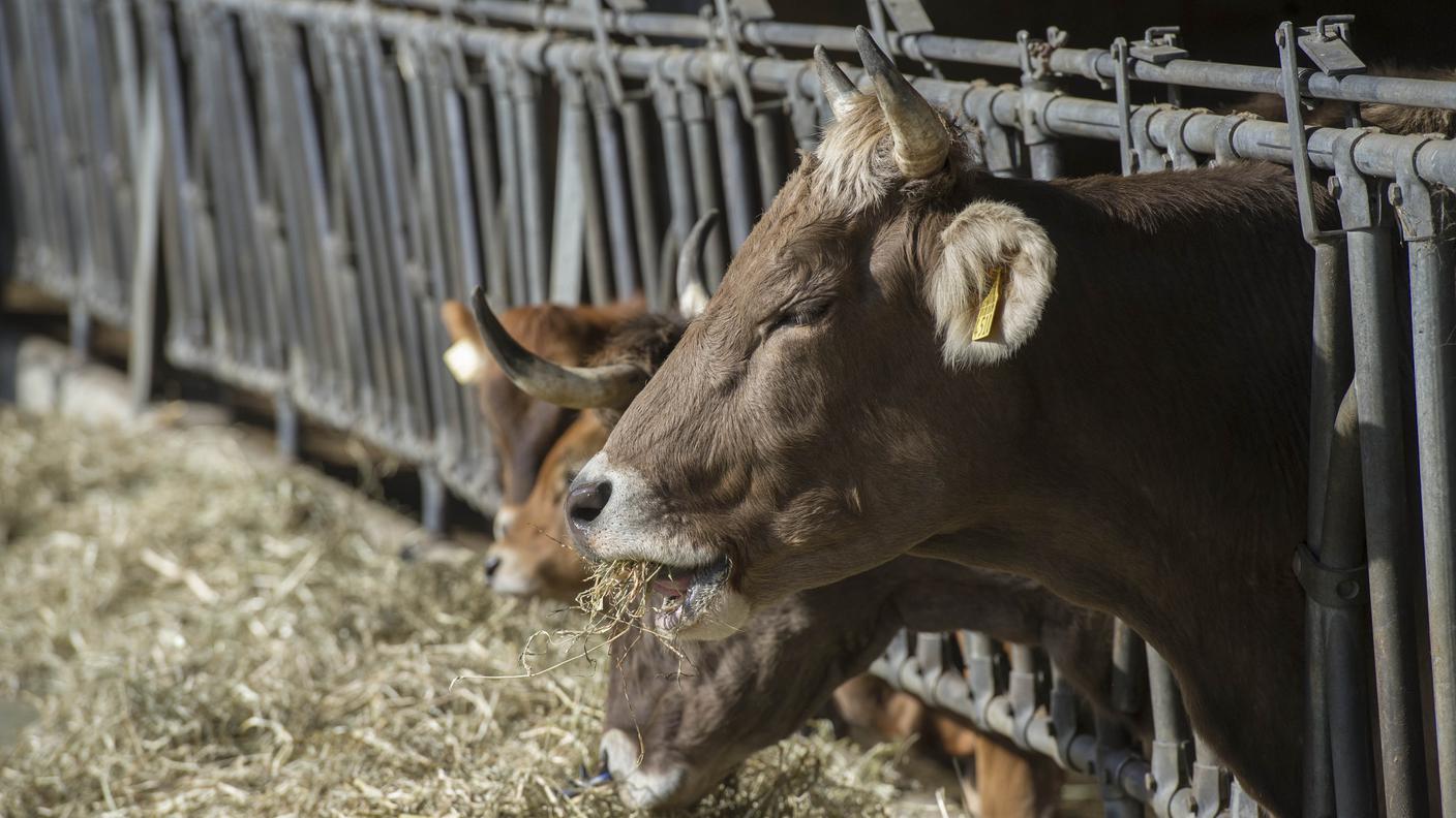 Ne esistono già in commercio ma poco efficaci