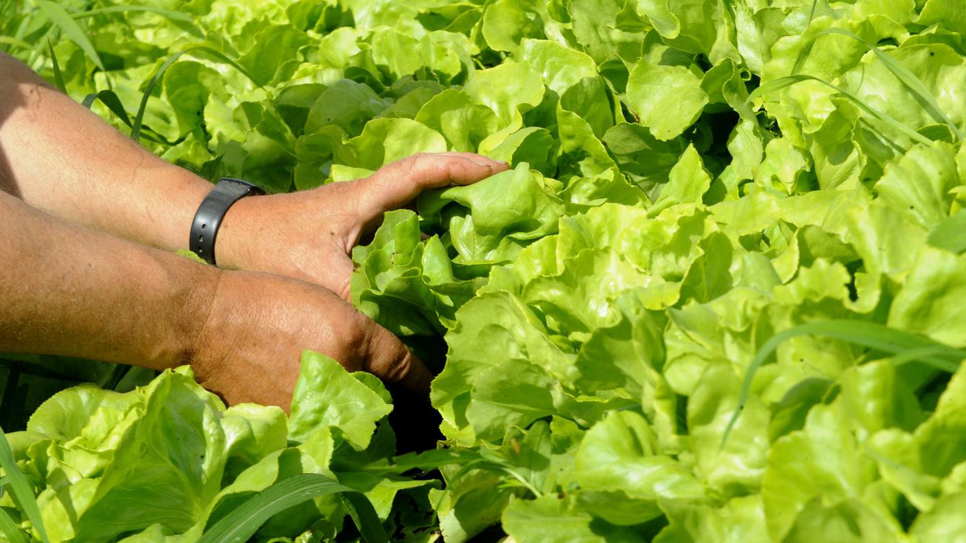 Insalata bio di Magadino