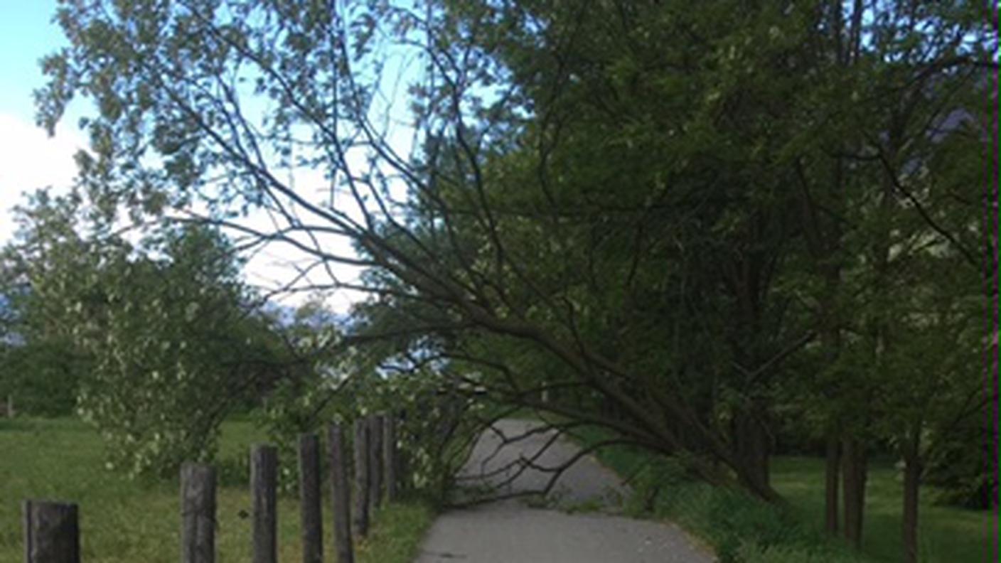 Albero caduto sulla ciclopista a Giubiasco