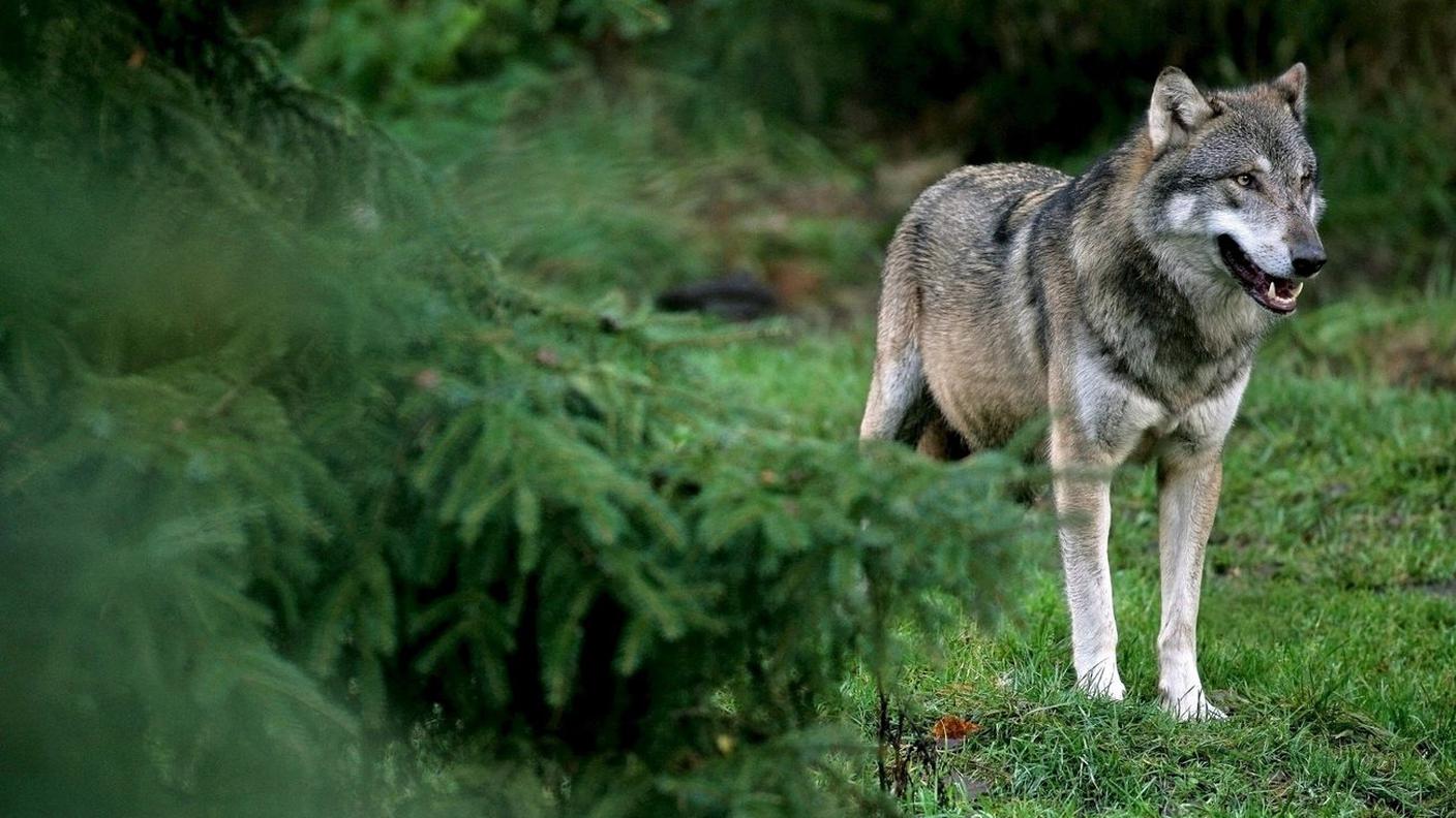 San Gallo si aggiunge a Ticino e Grigioni: M75 deve essere abbattuto