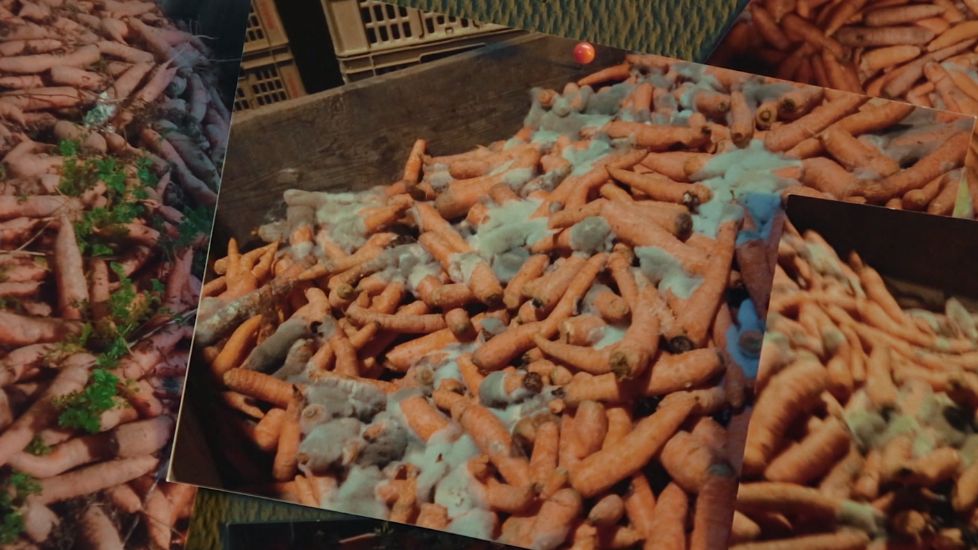 Le carote per il minestrone prima del lavaggio