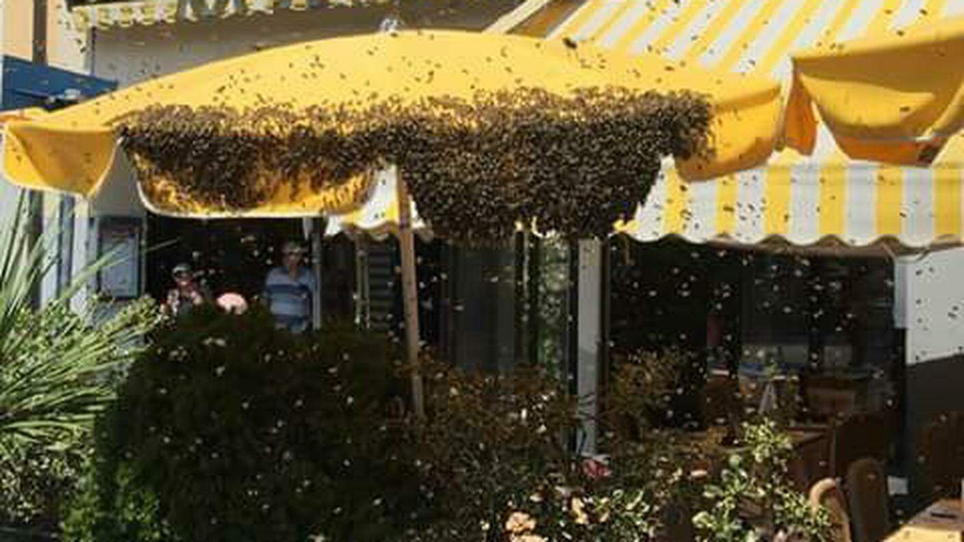 Le api hanno sciame scelto il centro città