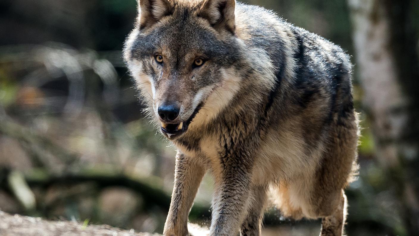 Un grosso predatore