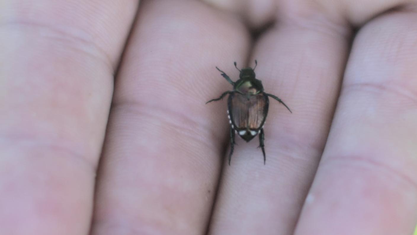 Il piccolo insetto è ghiotto di mais, soia e viti