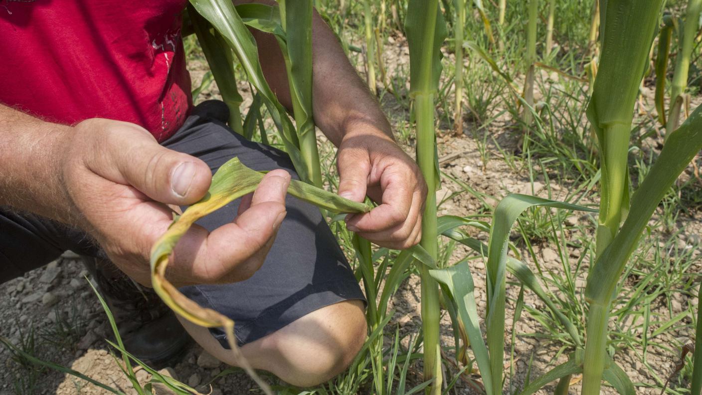 Le bizze del clima come la siccità azzoppano l'agricoltura ticinese