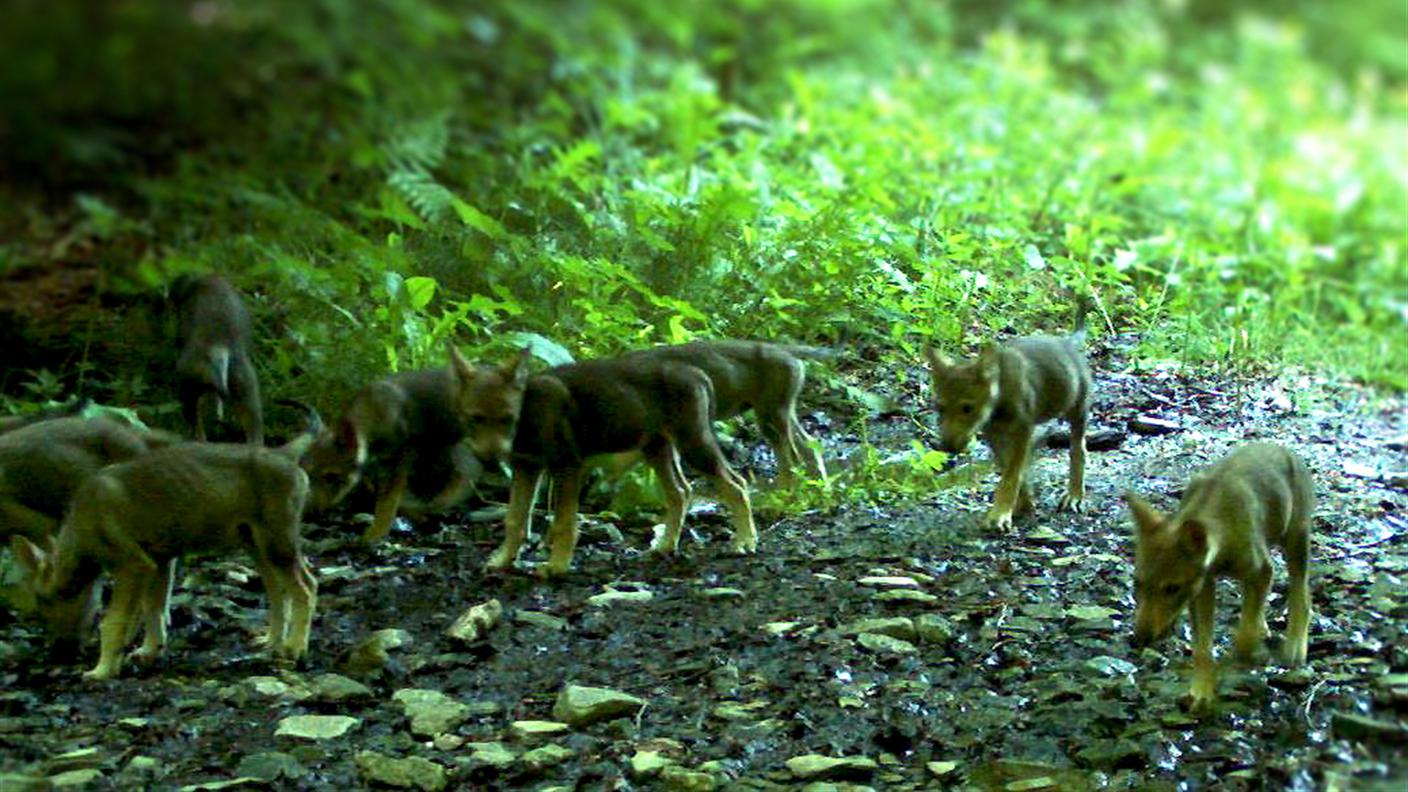 La nuova cucciolata di lupacchiotti del Calanda