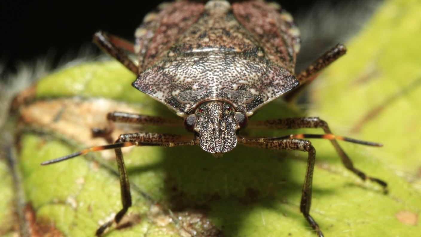 Le cimici marmorizzate proliferano anche in Ticino