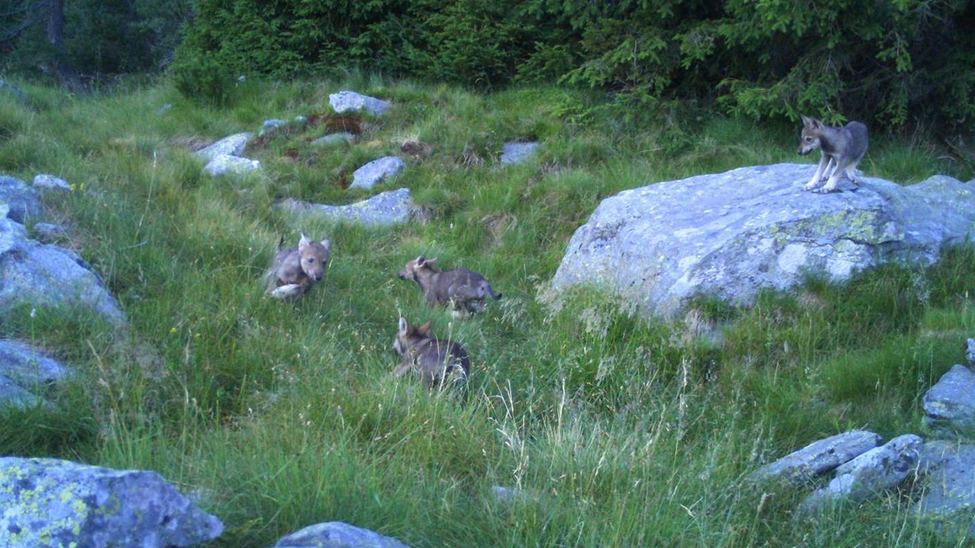 Quattro fratelli giocano in Val Morobbia