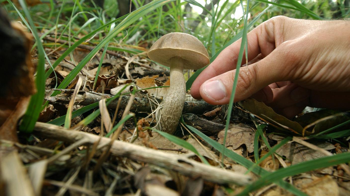La donna cercava funghi