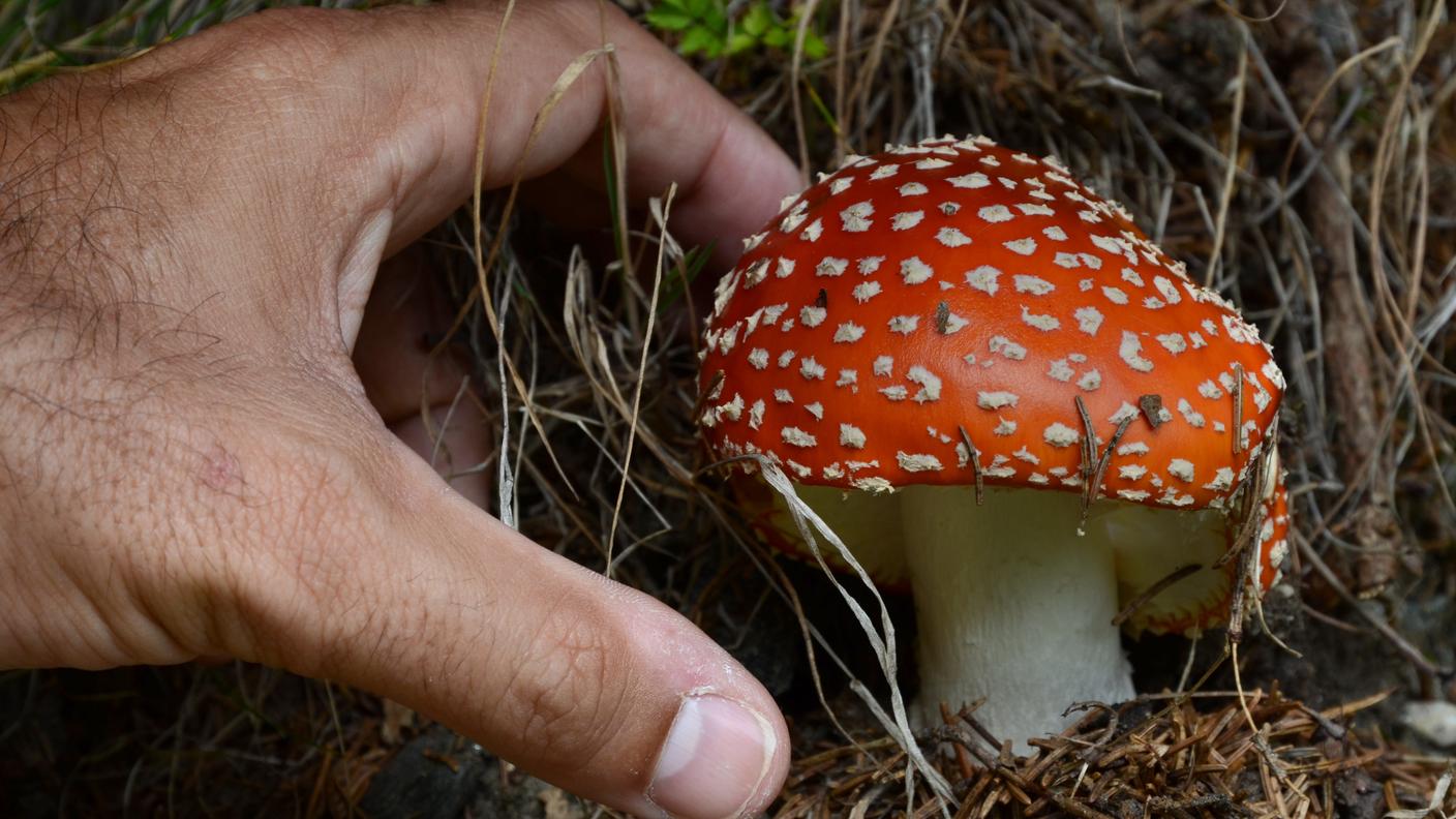 Andar per funghi in sicurezza