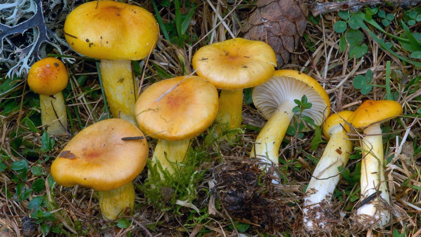 Il riscaldamento ha quasi fatto scomparire l'Hygrophorus speciosus Peck