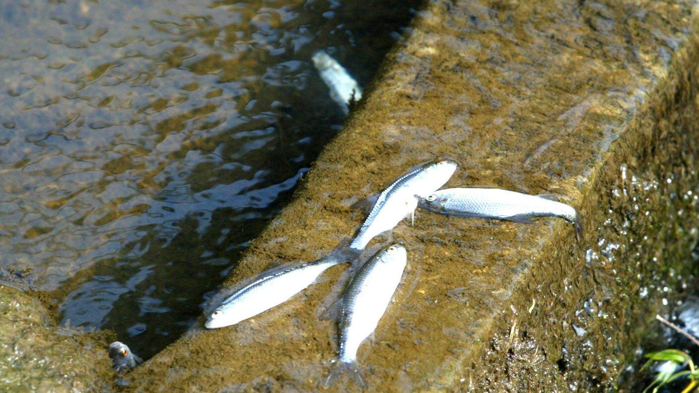 Alcuni pesci morti nella Roggia Scairolo