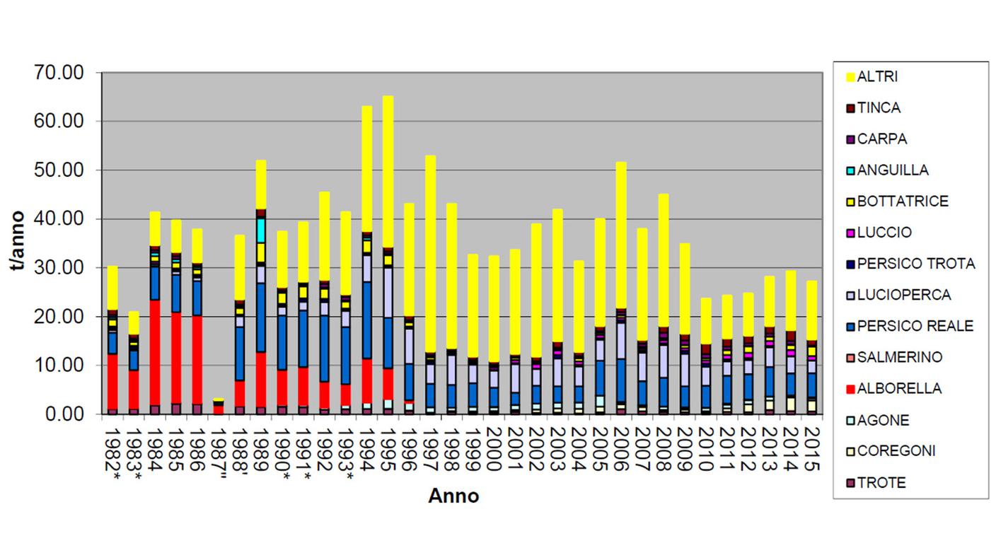 Tonnellate di pescato nel Ceresio