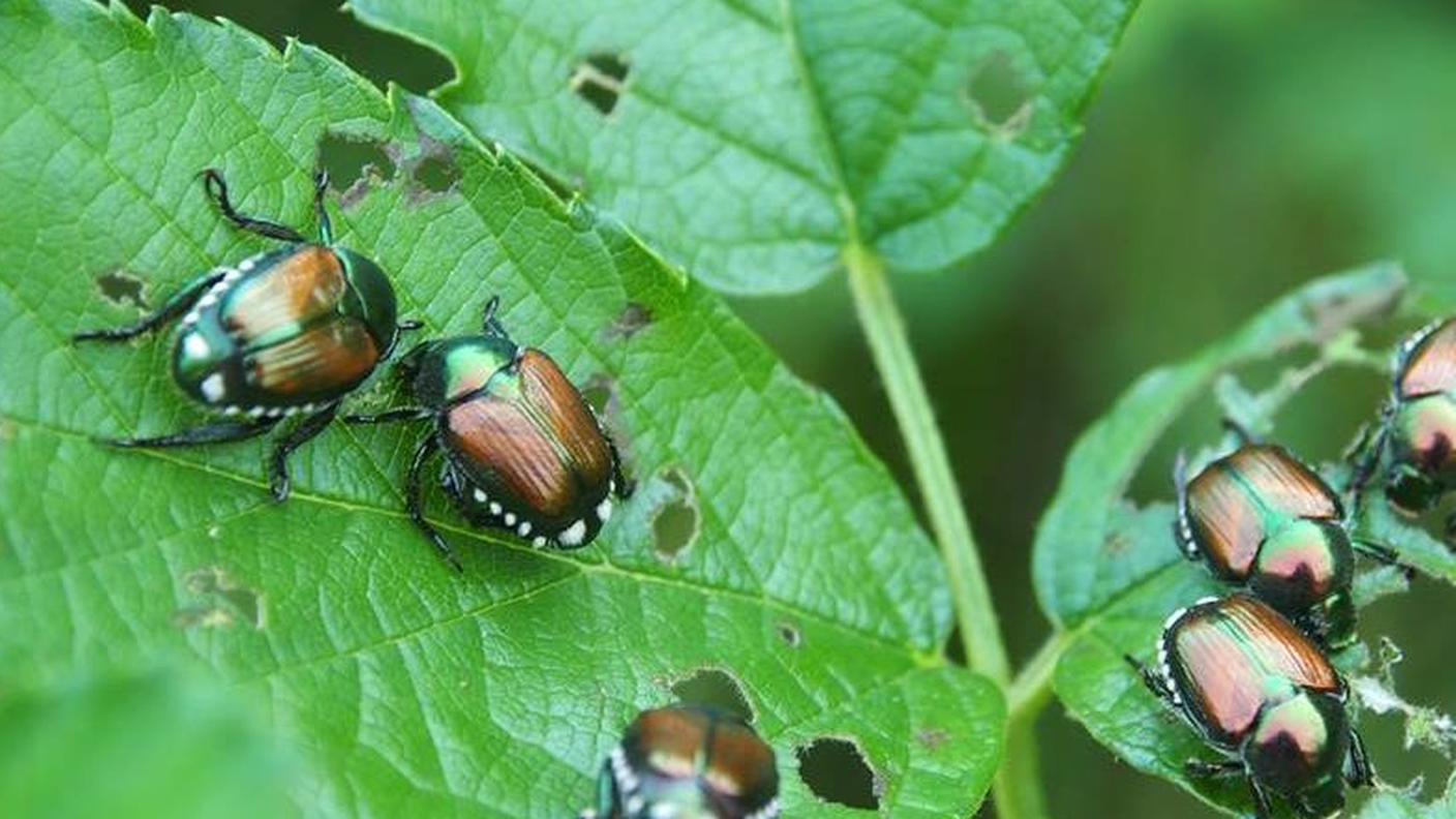 La popillia japonica sta intensificando la sua presenza nella parte meridionale del canton Ticino