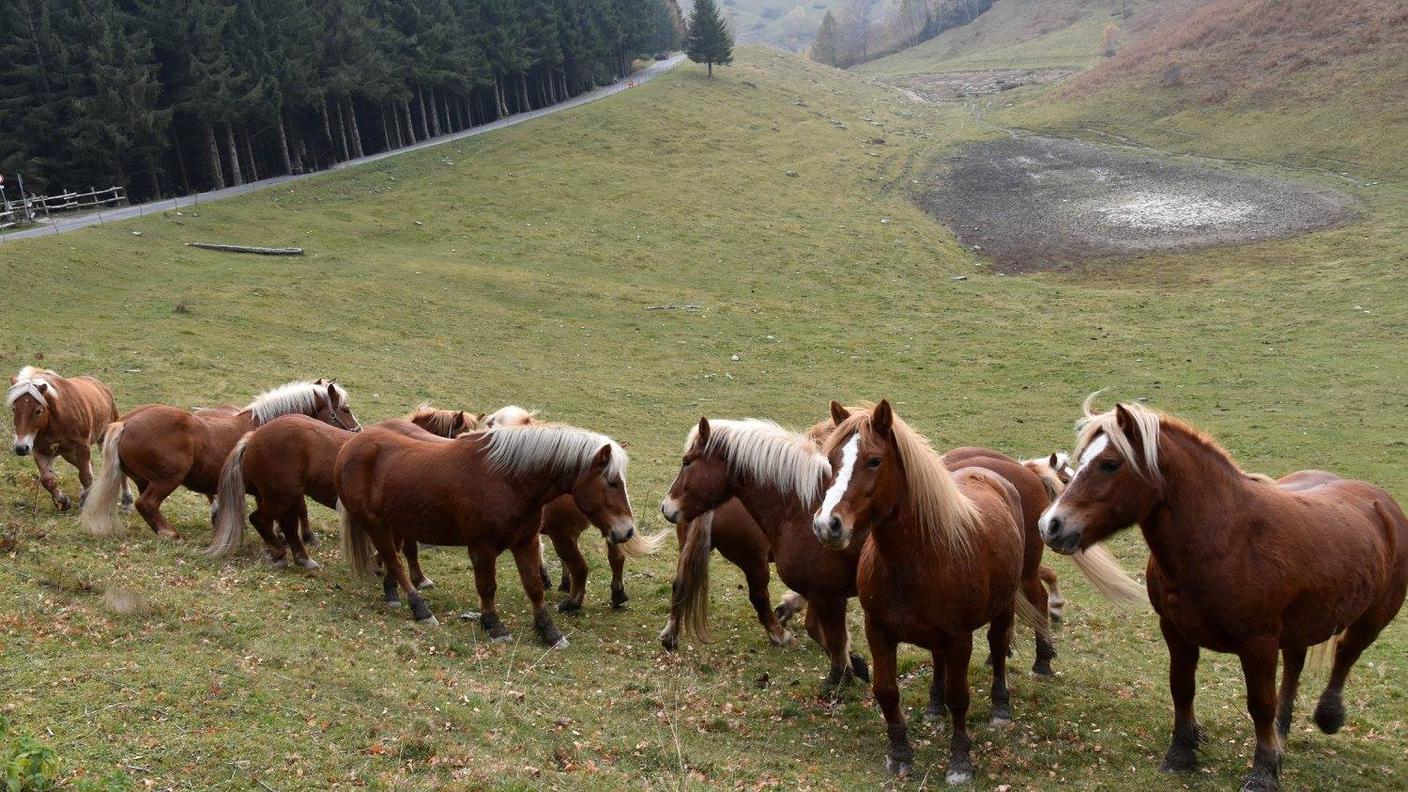 Gli animali erano già stati radunati 