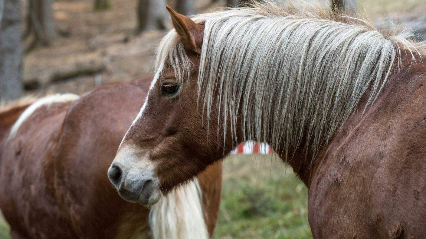La transumanza autunnale è affidata ai volontari dell'Associazione cavalli del Bisbino