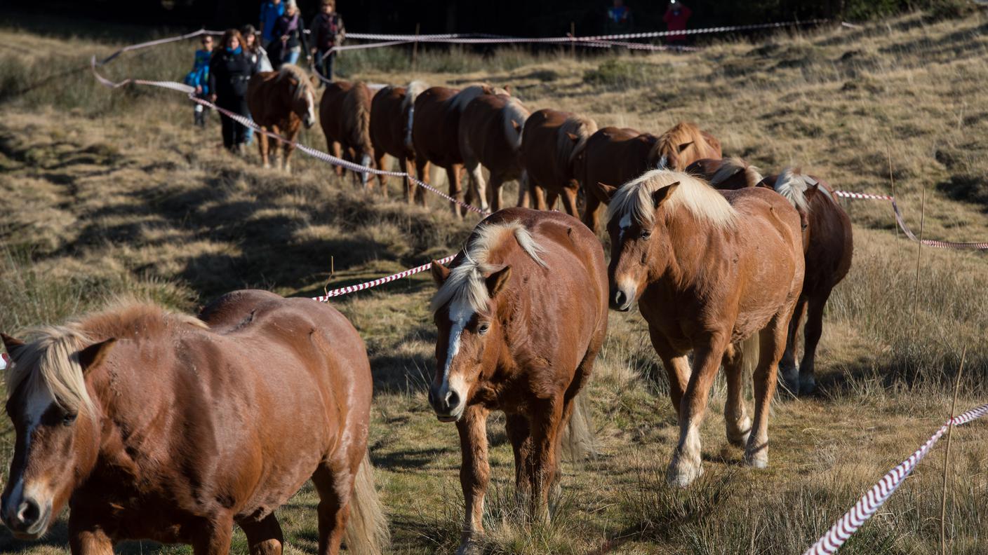 Il ritorno a valle di 21 esemplari di cavalli aveglinesi (Haflinger) dopo l'estate trascorsa sul Monte Generoso