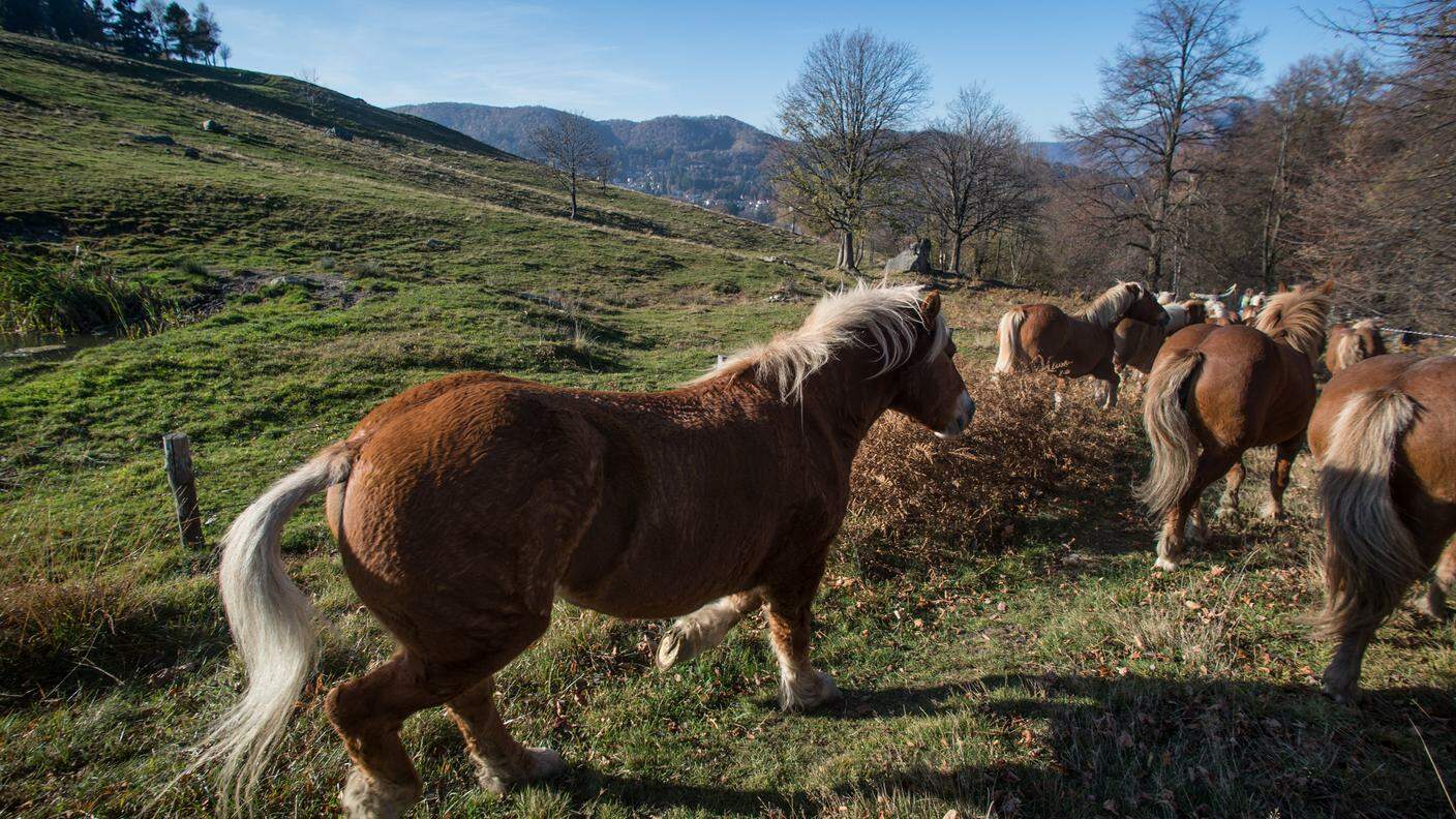 Il ritorno a valle di 21 esemplari di cavalli aveglinesi (Haflinger) dopo l'estate trascorsa sul Monte Generoso