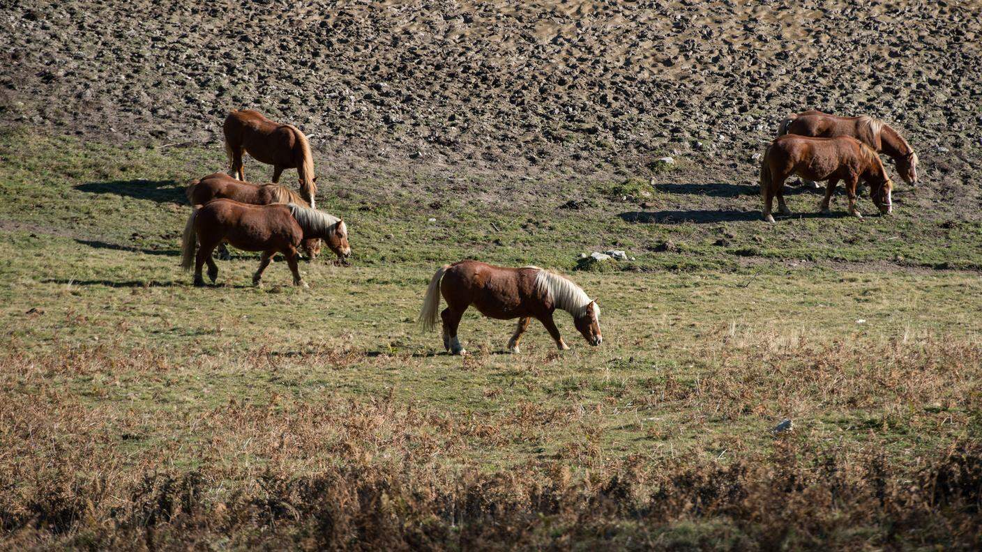 Il ritorno a valle di 21 esemplari di cavalli aveglinesi (Haflinger) dopo l'estate trascorsa sul Monte Generoso