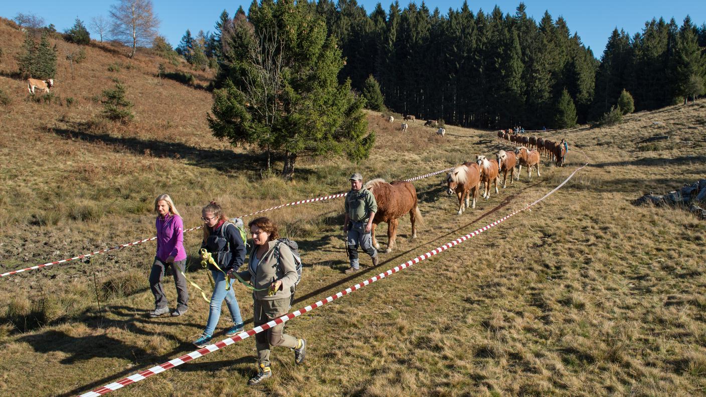 I cavalli trascorreranno l'inverno al recinto di Lanzo D'Intelvi 