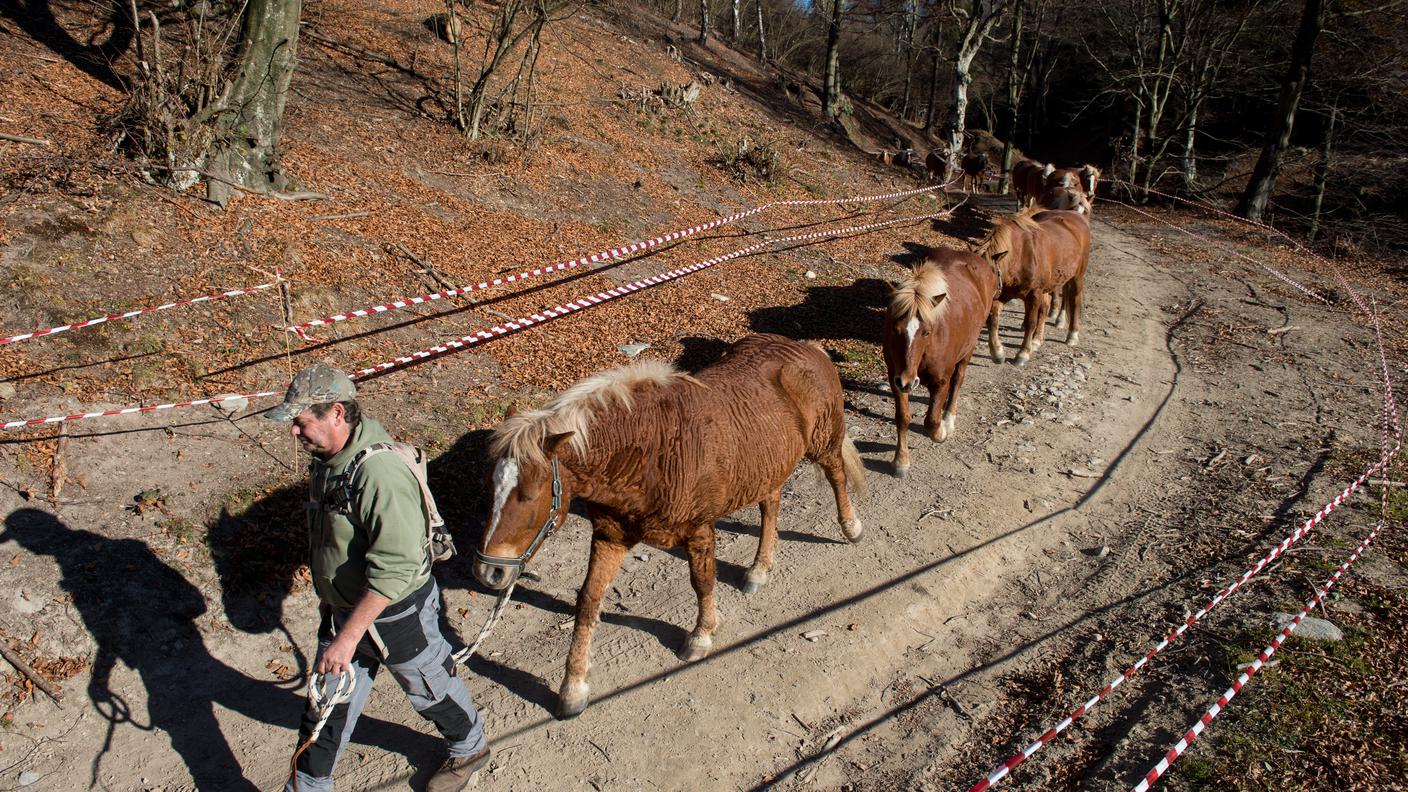 I cavalli trascorreranno l'inverno al recinto di Lanzo D'Intelvi 