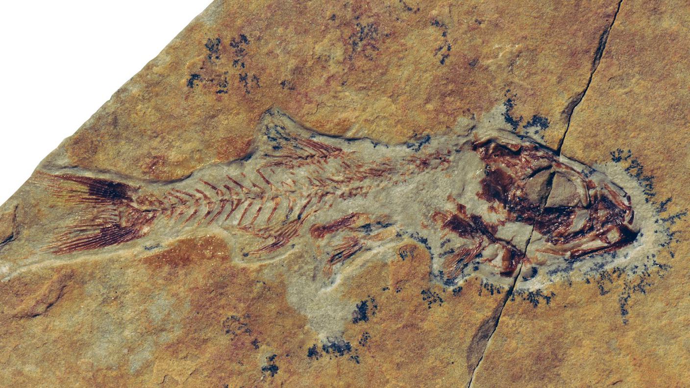 Marcopoloichthys mirigioliensis è tra i pesci fossili più piccoli