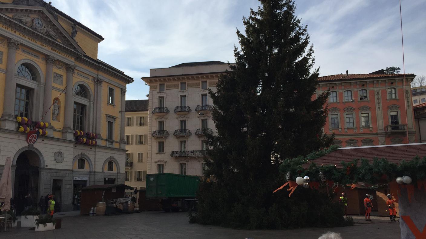 L'albero di Natale imponente innalzato davanti a Palazzo Civico