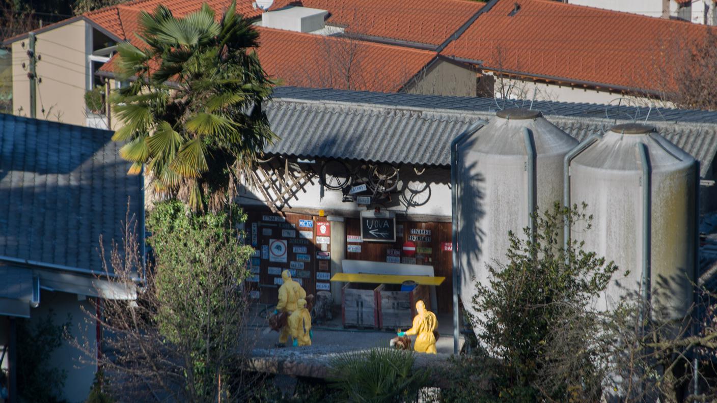 L'allevamento di Pazzallo