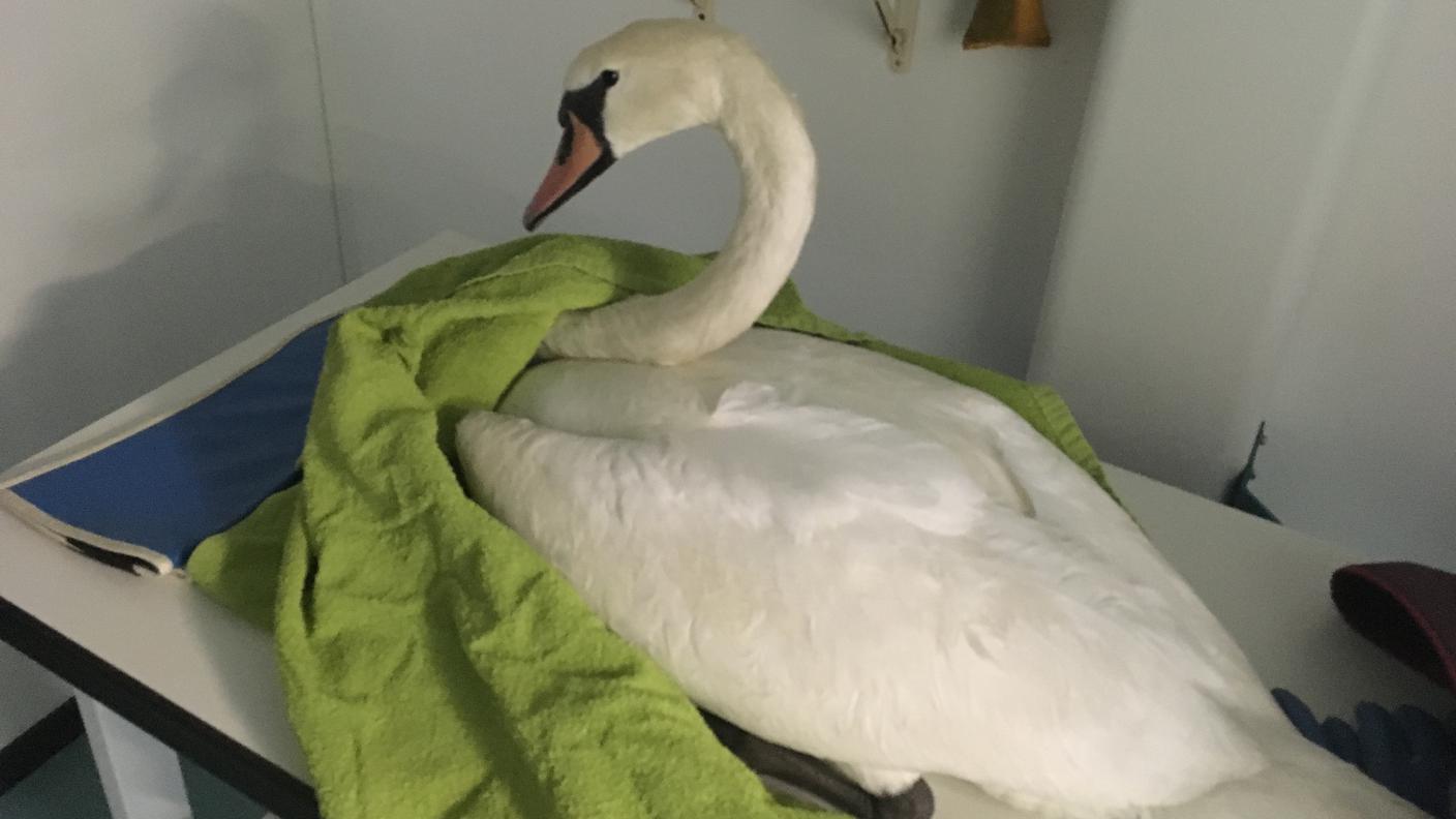 Morto il cigno recuperato vicino al LAC 
