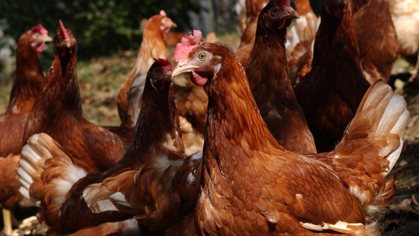 Galline sorvegliate speciali