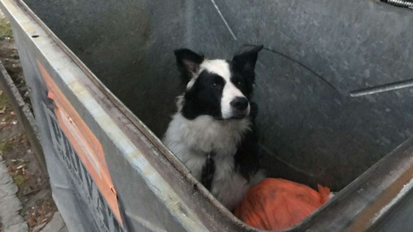 Il cane abbandonato nel cassonetto della spazzatura a Monte Carasso