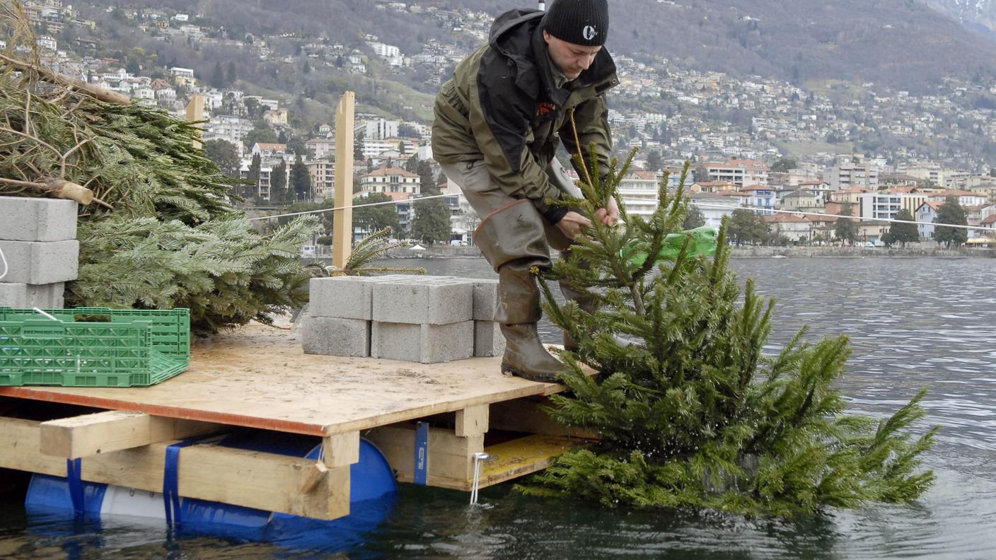 Gli alberelli vengono depositati sul fondale per facilitare la deposizione di uova del pesce persico