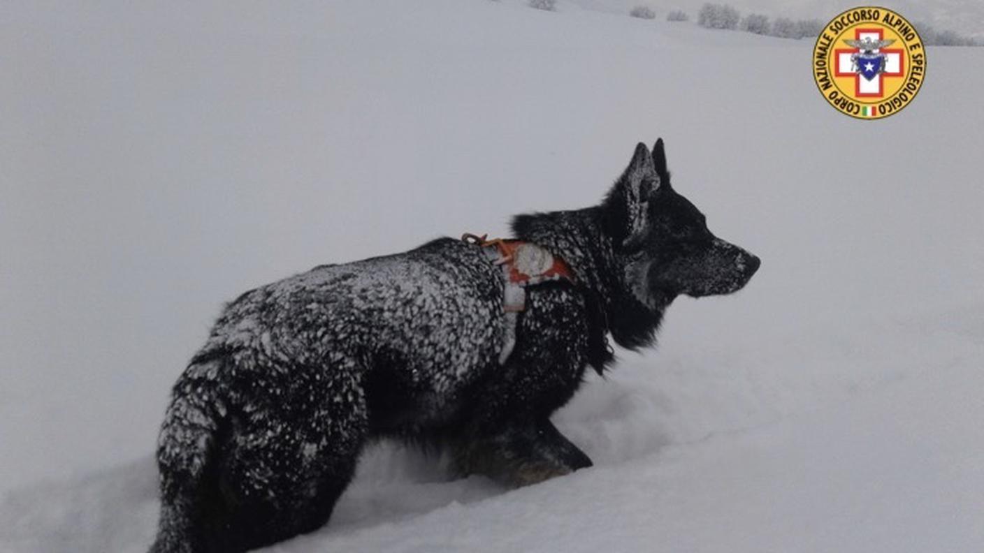 Utilizzate le unità cinofile per cercare eventuali persone sotto la neve