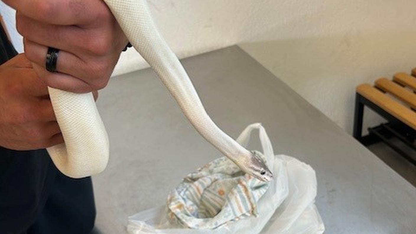 Pitone reale.jpg