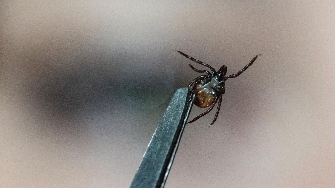 In Ticino ancora rari casi di zecche infette di FSME.jpg