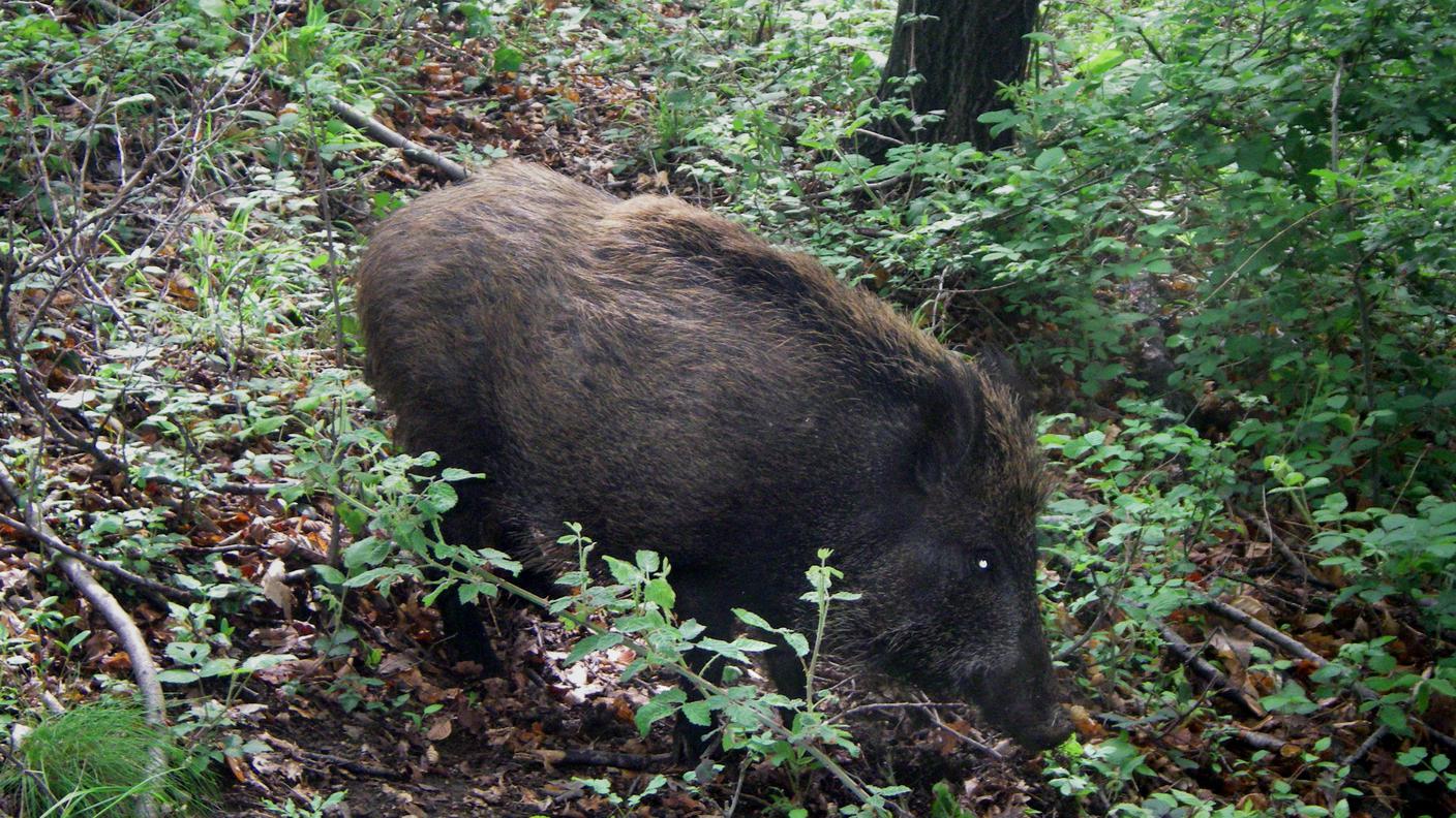 cinghiale