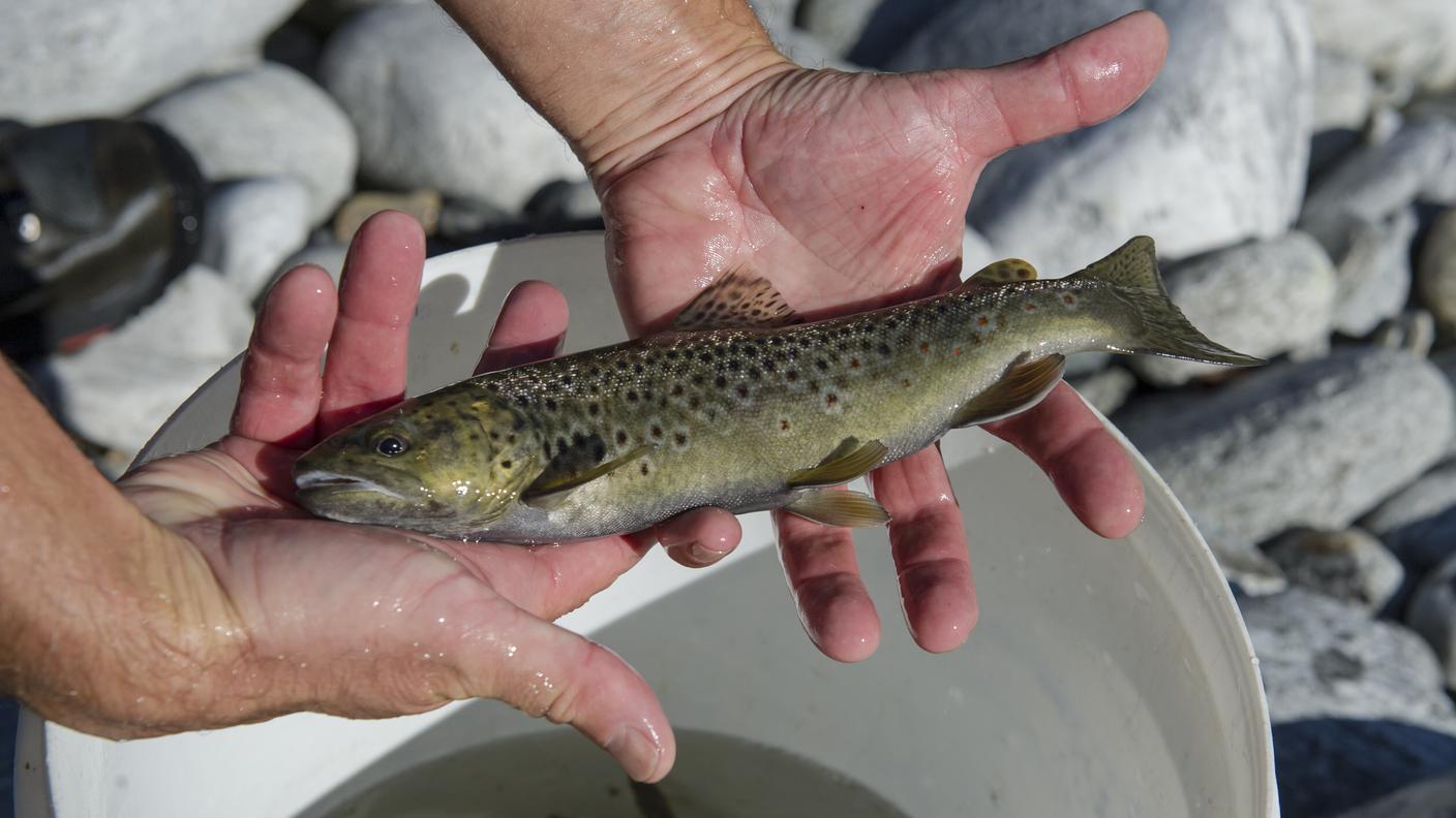 Torneranno le trote tra il Ponte Brolla e la foce del Verbano 