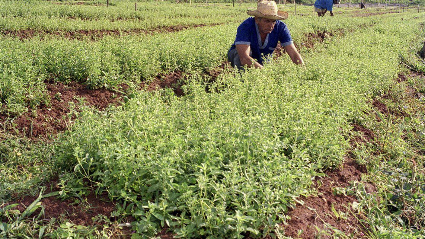 Una piantagione di stevia, pianta classificata da Bertoni, non lontano da Asunciòn