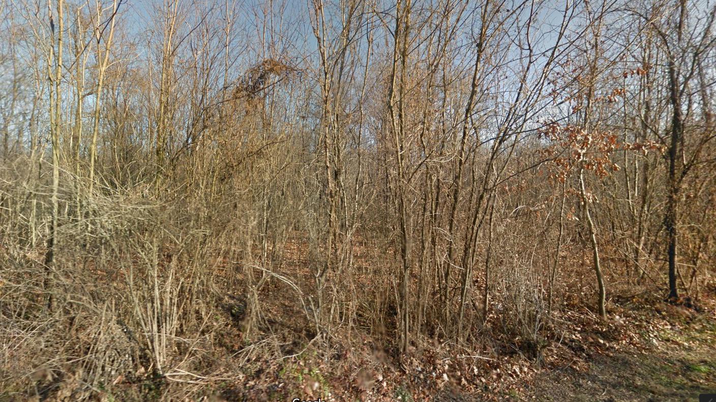 Un bosco a Locate Varesino