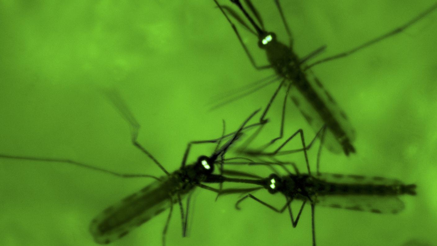 La zanzara inietta un piccolo numero di sporozoiti, i parassiti che provocano la malaria