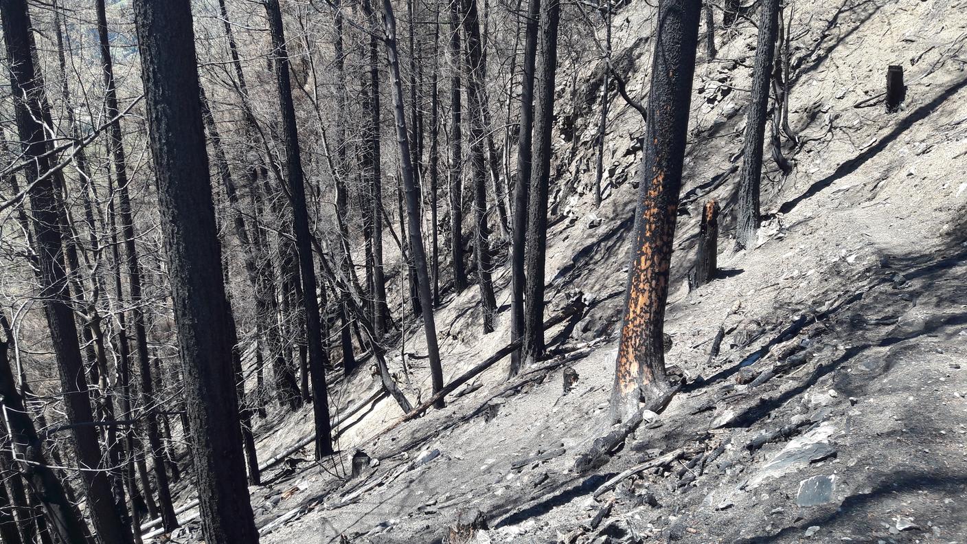 L'aspetto spettrale del bosco dopo il rogo