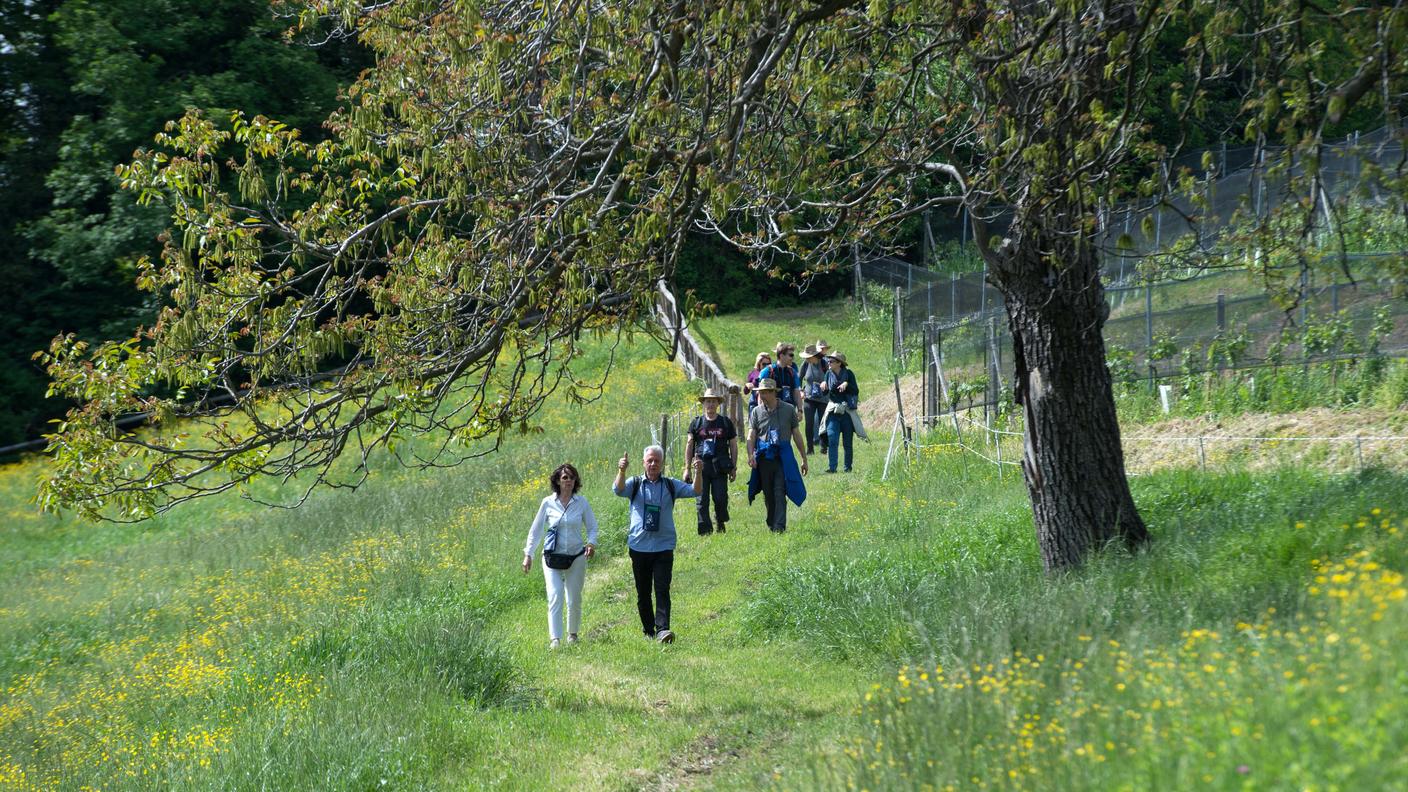 Immersi nel verde