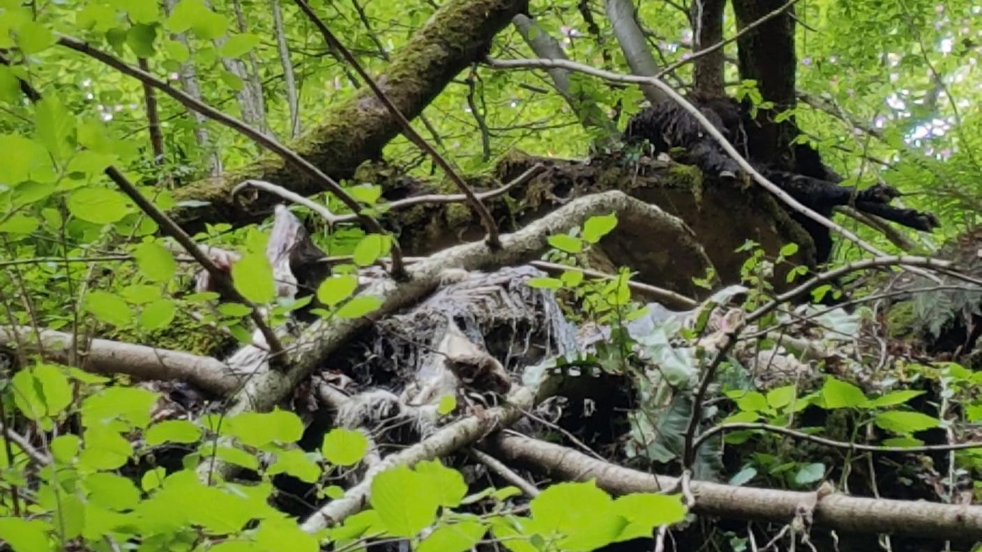 La carcassa di una capra nei pressi del fiume Breggia