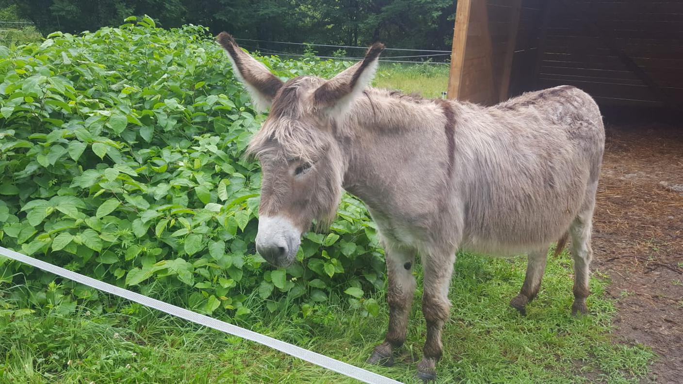 È l'unico in grado di mangiare il poligono del Giappone