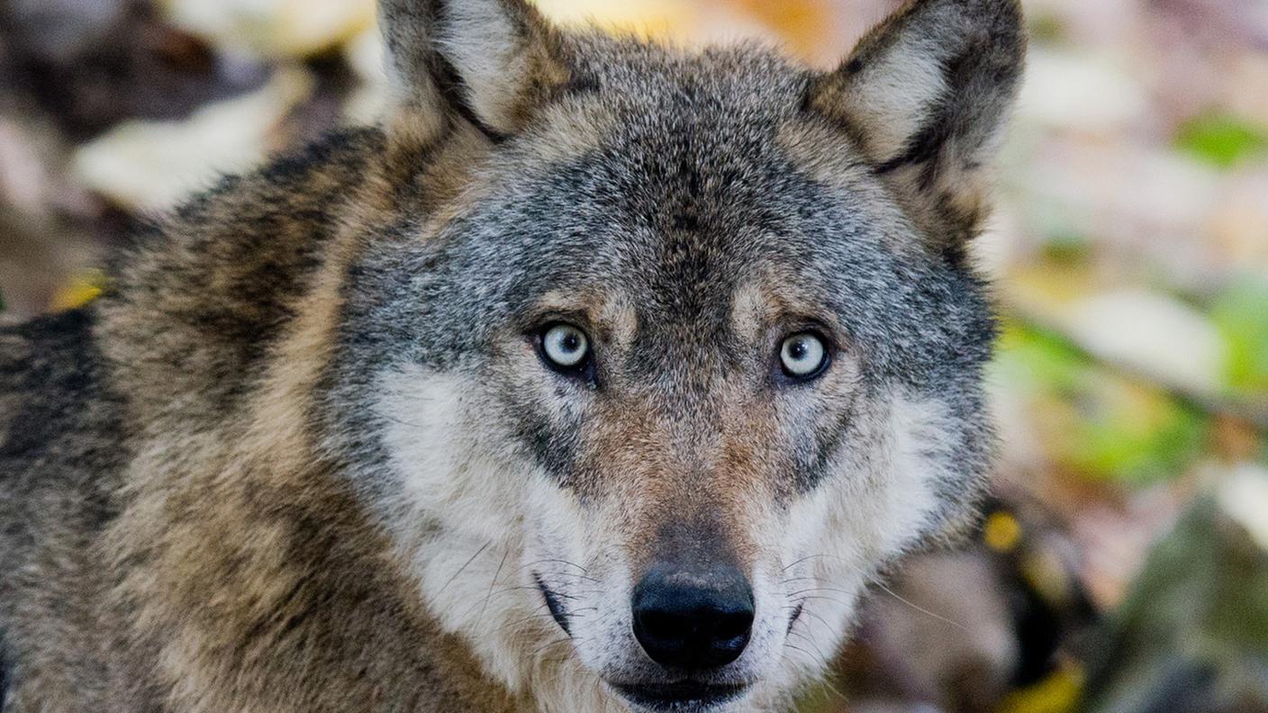 Non si hanno notizie di una quarta cucciolata in Val Morobbia
