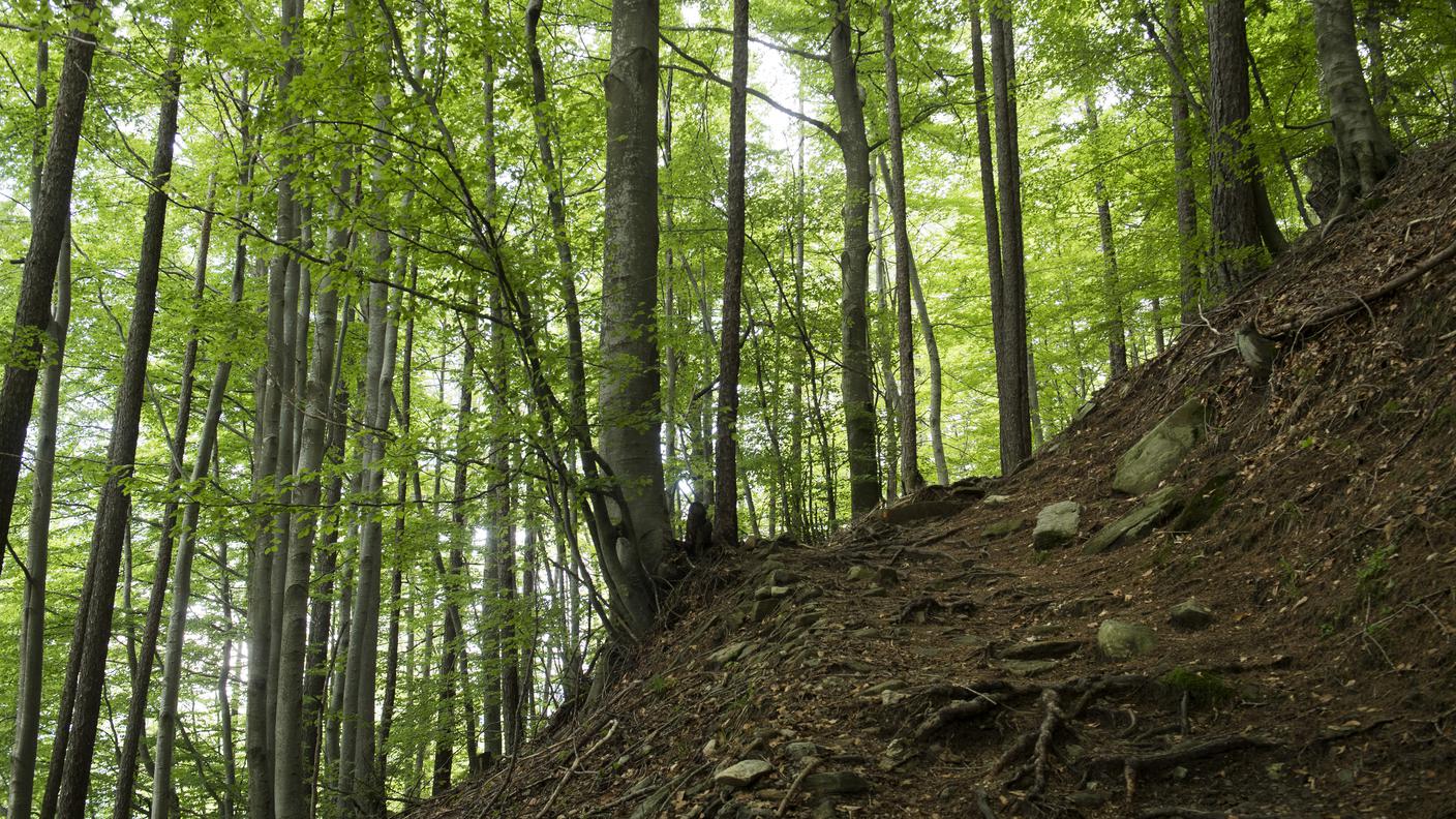 I boschi di Calezzo