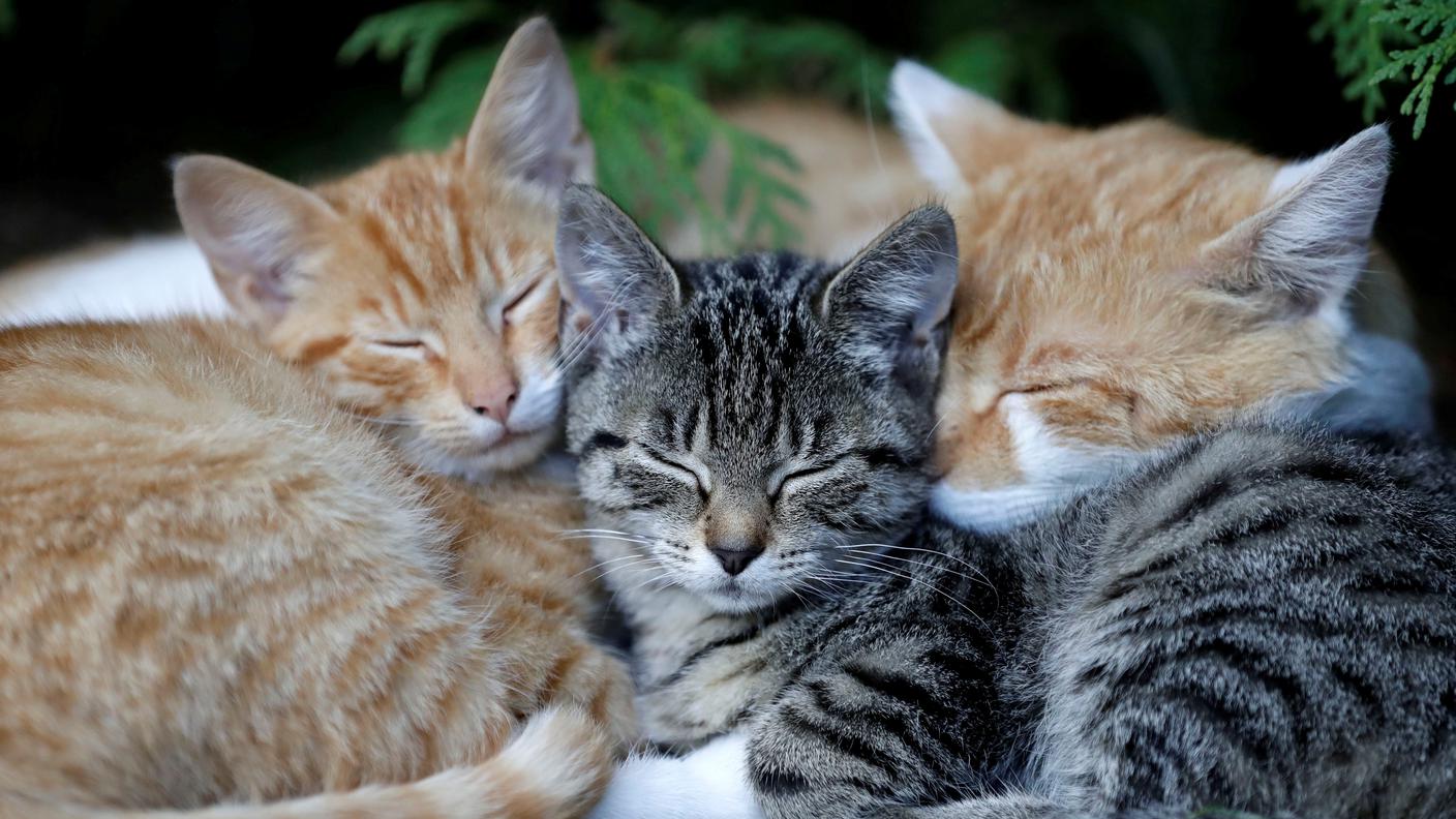 Gatti o biodiversità?