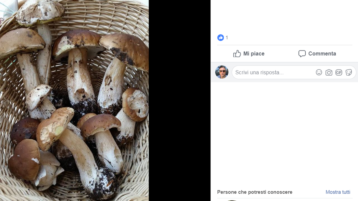 Funghi raccolti in questi giorni...