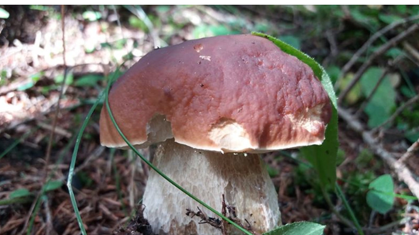 Funghi raccolti in questi giorni...