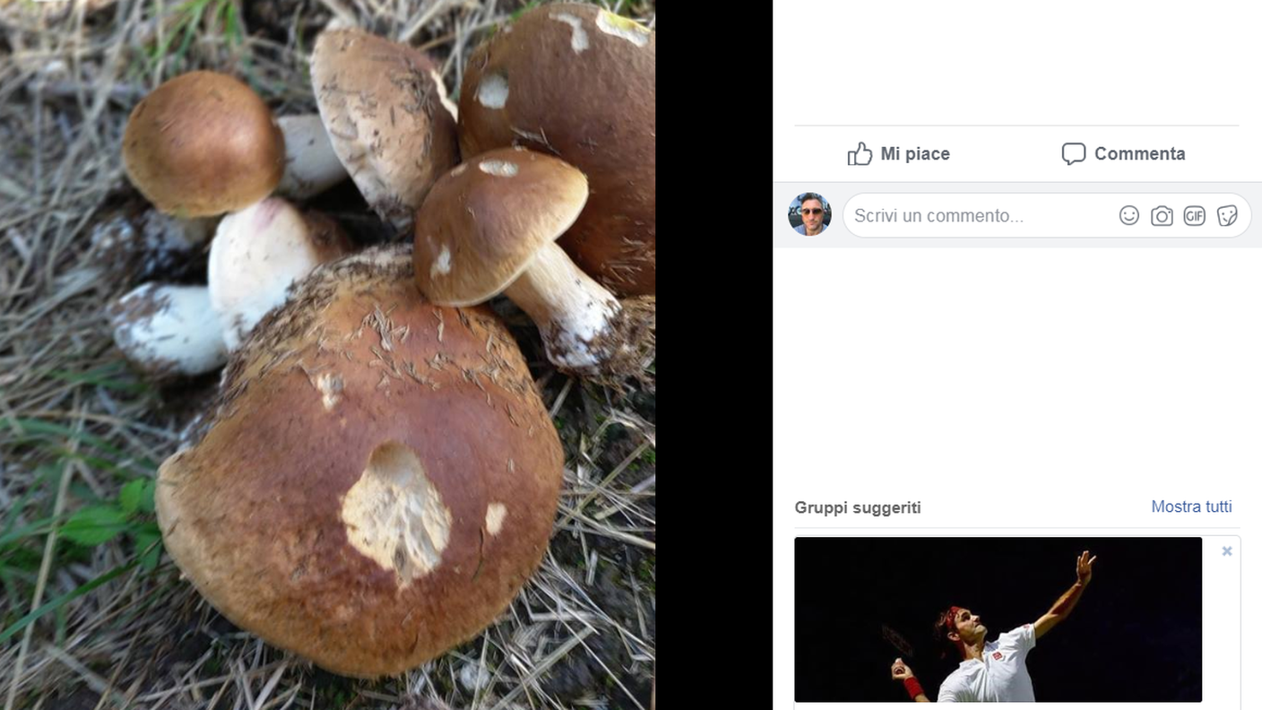 Funghi raccolti in questi giorni...